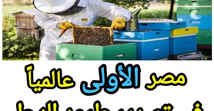 "أرقام في الزراعة".. أبرز الأرقام حول النحل والعسل في مصر 1 أرقام في الزراعة