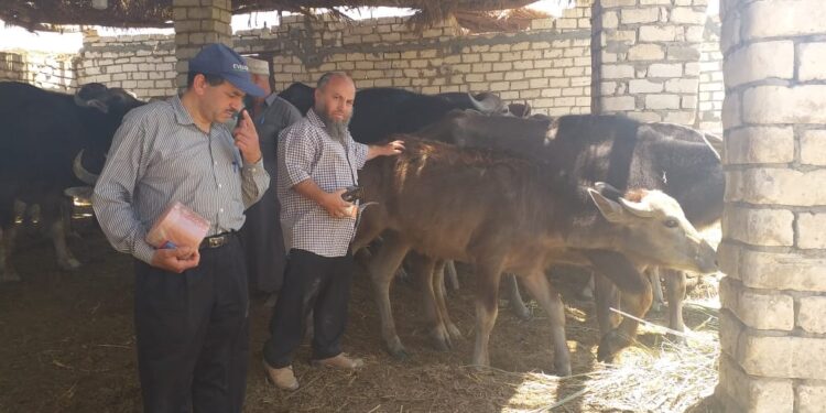 الزراعة تنظم قافلة بيطرية مجانية بمحافظة قنا في إطار مبادرة "حياة كريمة" 1 حياة كريمة