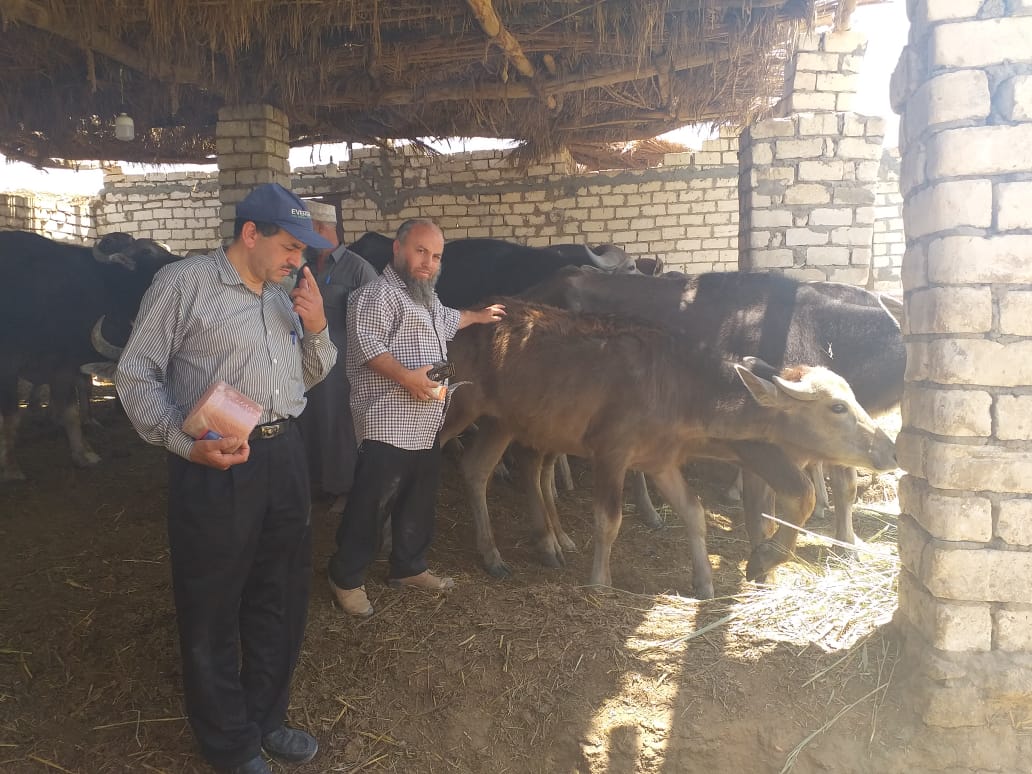 الزراعة تنظم قافلة بيطرية مجانية بمحافظة قنا في إطار مبادرة "حياة كريمة" -  قناة مصر الزراعية