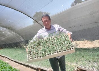 زراعات البساتين والصوب