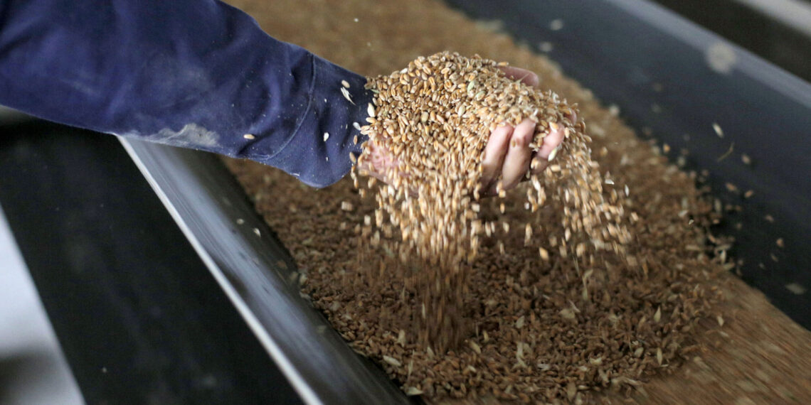 آفات الحبوب المخزونة