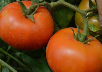 أخطاء زراعة الطماطم