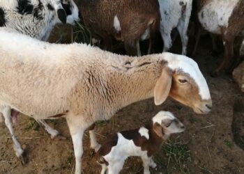 أعراض الاحتباس البولي