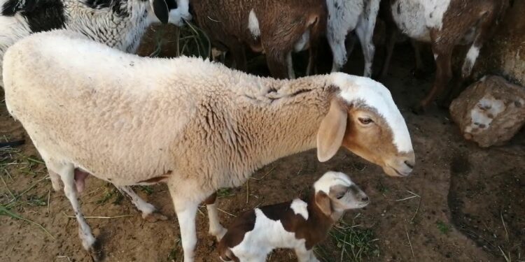 أعراض الاحتباس البولي.. 18 علامة أخطرها "انفجار مثانة الحيوان" 1 أعراض الاحتباس البولي