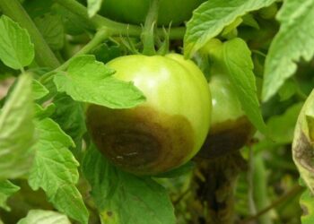 أمراض الطماطم