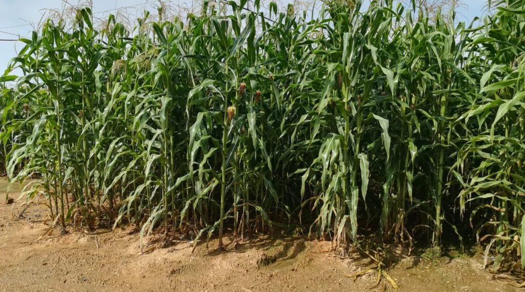 ارتفاع درجات الحرارة.. 16 توصية لحماية المحاصيل من تقلبات المناخ 1 ارتفاع درجات الحرارة