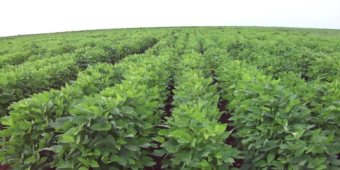 البكتيريا العقدية