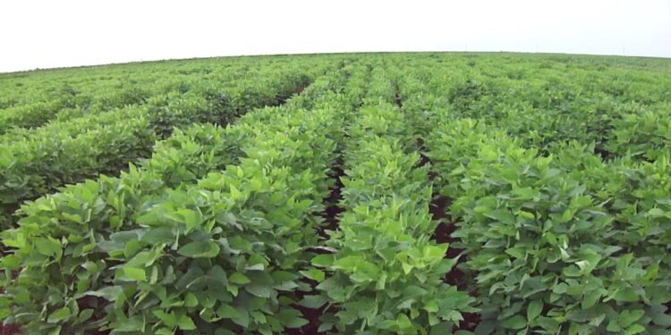 البكتيريا العقدية.. بـ"20 جنيه" طريقك للاستغناء عن الأسمدة الآزوتية 1 البكتيريا العقدية