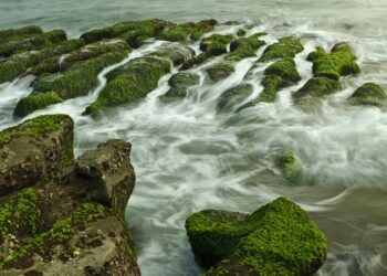 استخدام الطحالب في مُعالجة المياه