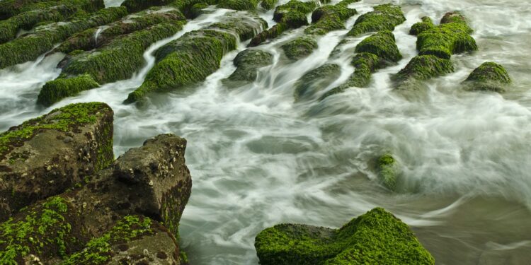 استخدام الطحالب في مُعالجة المياه.. آلياتها وطُرق الاستفادة منها 1 استخدام الطحالب في مُعالجة المياه