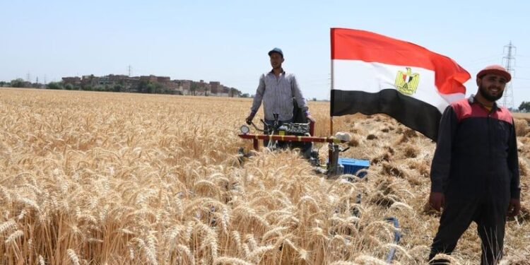 توريد 22214 طناً من الأقماح بشون وصوامع محافظة الفيوم 1 الأقماح