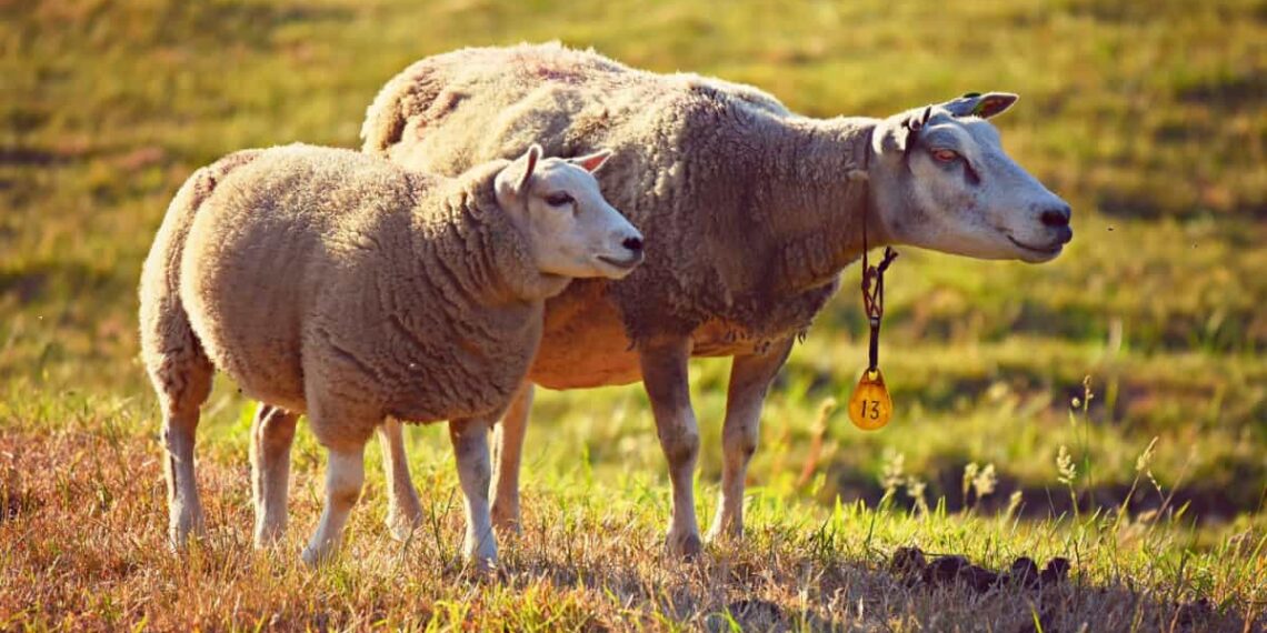 الاحتباس البولي في الماشية والأغنام.. 7 أسباب لحدوث هذه الظاهرة 1 الاحتباس البولي