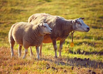 الاحتباس البولي