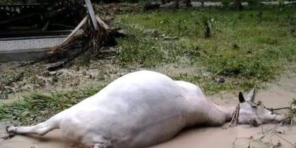 التسمم بالزرنيخ.. علامات ودرجات الإصابة والعلاج والصفات التشريحية 1 التسمم بالزرنيخ