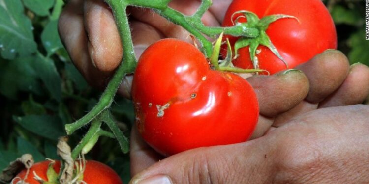 التوتا أبسلوتا.. طُرق التغلب عليها وأسباب تأخر التصبغ اللوني 1 التوتا أبسلوتا