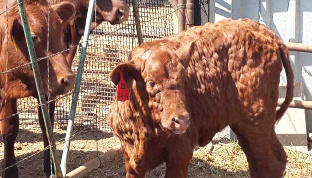 د. أشرف خميس يكتب عن "مرض التهاب الجلد العقدي في الأبقار" 1 الجلد العقدي