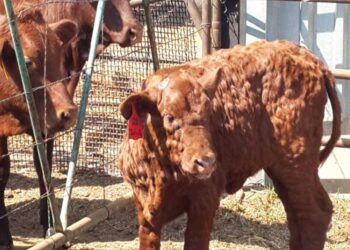 الجلد العقدي