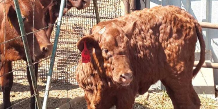 د. أشرف خميس يكتب عن "مرض التهاب الجلد العقدي في الأبقار" 1 الجلد العقدي