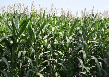 الذرة الشامية