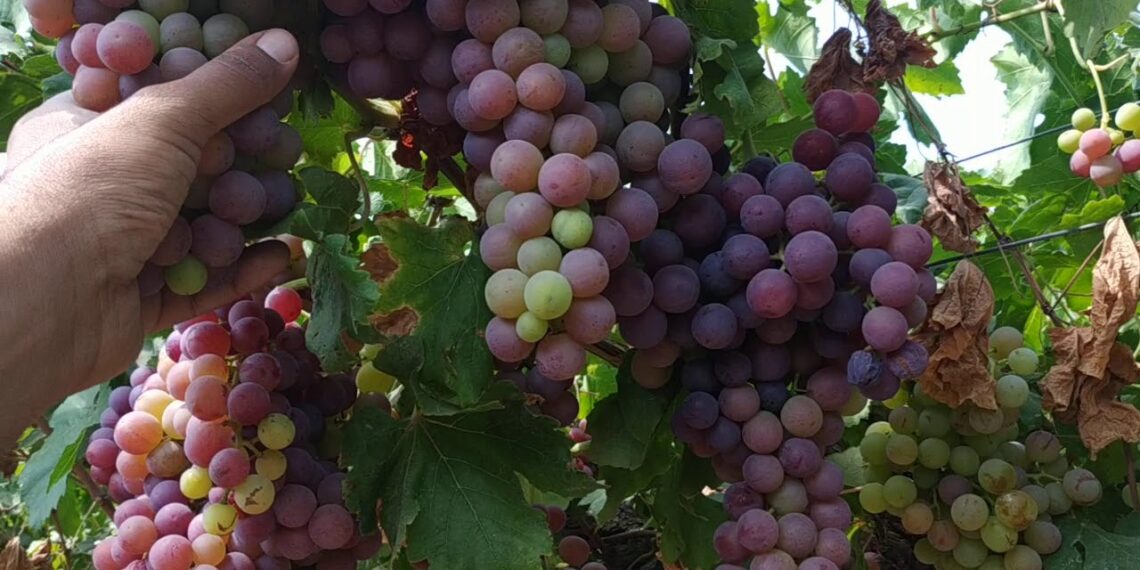 الري بالغمر