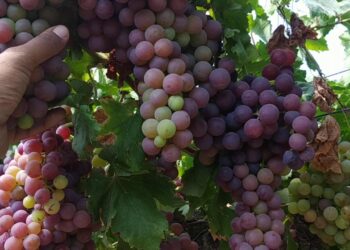 الري بالغمر