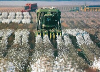 الزراعات المتأخرة