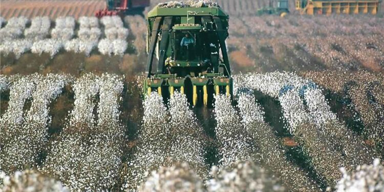 الزراعات المتأخرة.. الموعد الأنسب لمحصول القطن وأبرز المحاذير 1 الزراعات المتأخرة