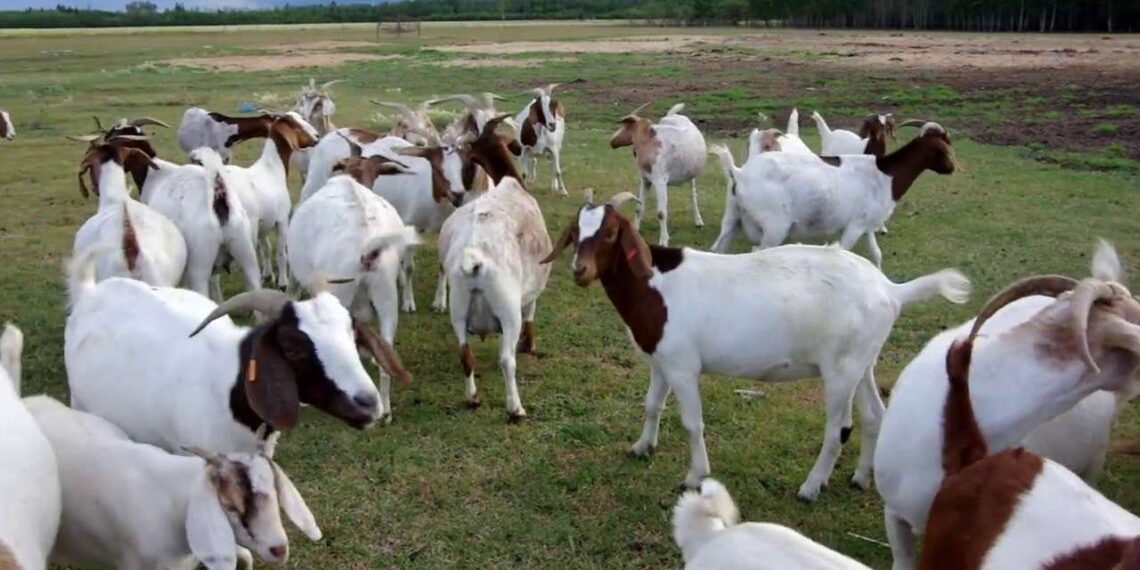 التلقيح الصناعي في الأغنام والماعز.. إليك طرقه و مزاياه وعيوبه 1 الماعز و الأغنام