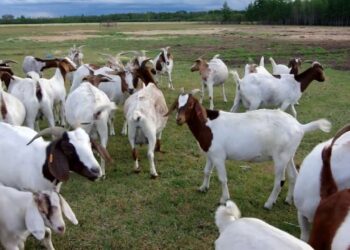 الماعز و الأغنام