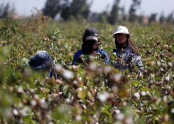 المعاملات الفنية لمحصول القطن