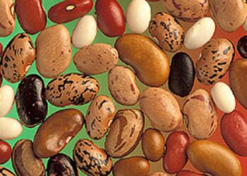 آفات الحبوب