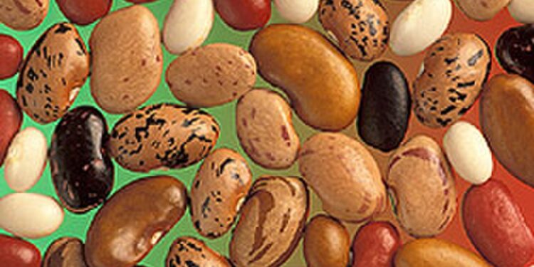 آفات الحبوب .. باحث يوضح تأثيرها على محاصيل البقوليات 1 آفات الحبوب