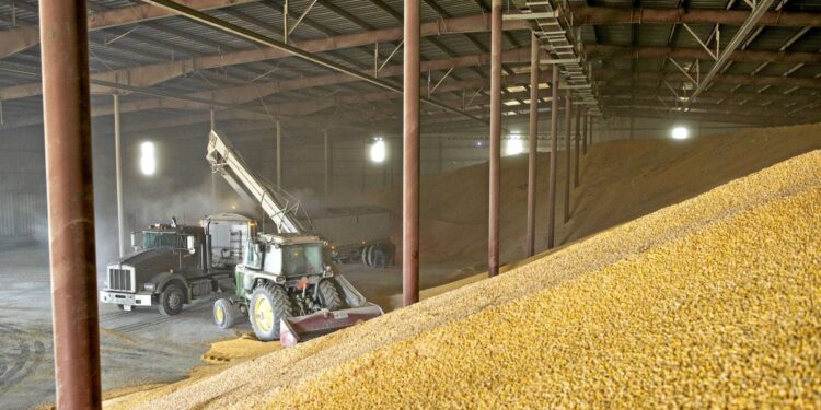 آفات الحبوب