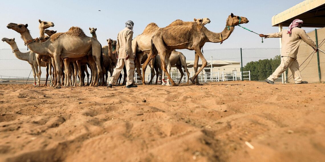 تربية الإبل