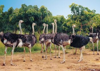 تربية النعام