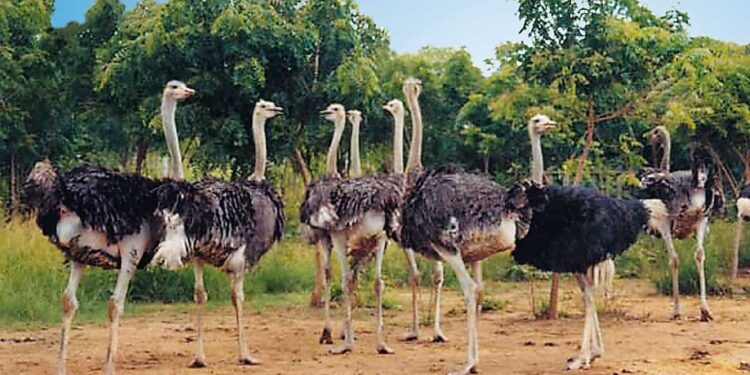 تربية النعام.. "بالأرقام" كيف تربح 200 ألف جنيه في عام واحد؟ 1 تربية النعام