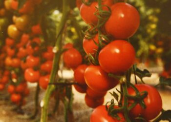 تسميد وري الطماطم