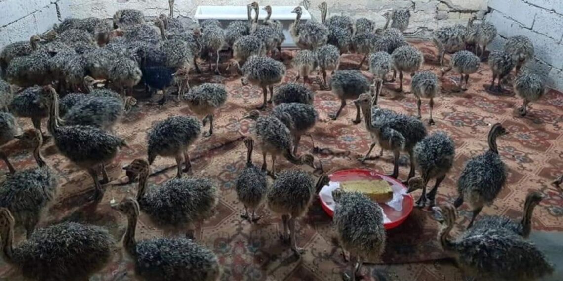 تغذية النعام.. برامج التسمين وإنتاج البيض وأبرز الأخطاء الشائعة 1 تغذية النعام