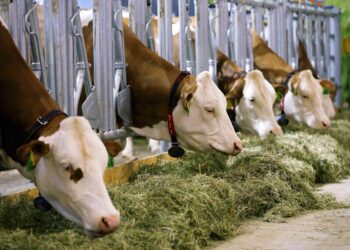 تربية العجول