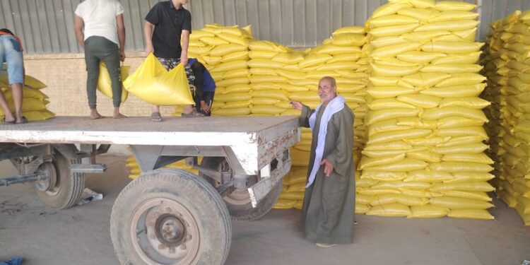 "الزراعة" تقوم بإعداد تقاوي القمح للموسم الجديد بمشروع مستقبل مصر الزراعي 1 مستقبل مصر