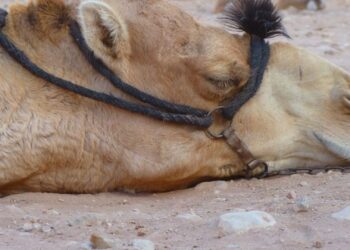 جرب وقرادة الإبل