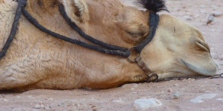 جرب وقرادة الإبل