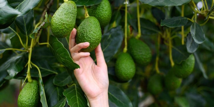 زراعة الأفوكادو بالشتلات