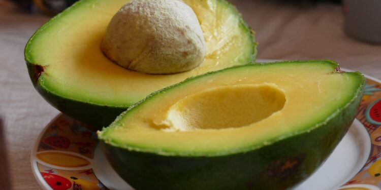 بذور الأفوكادو.. 7 خطوات للزارعة "المنزلية" وأبرز المعوقات وطرق تلافيها 1 بذور الأفوكادو