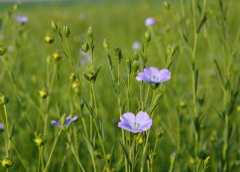 زراعة محصول الكتان