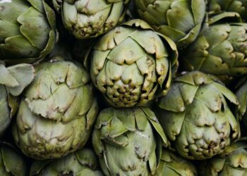 تكثيف زراعة الخرشوف