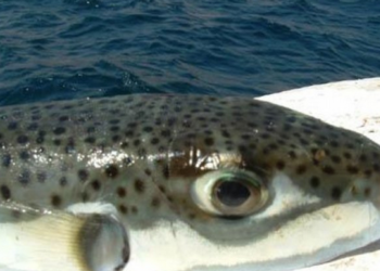 سمكة القراض