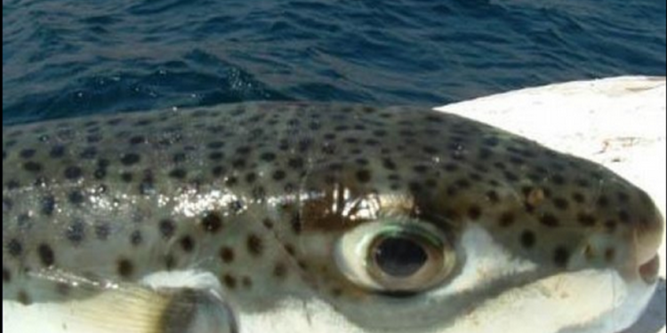 سمكة القراض