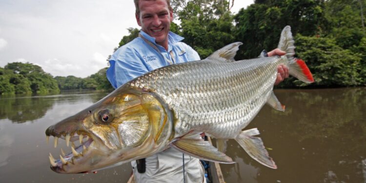 سمكة النمر.. باحث يوضح المردود الاقتصادي لتربيتها في مصر 1 سمكة النمر