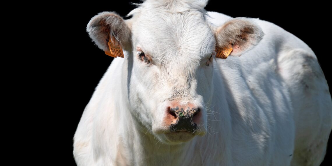 قصور الدورة الدموية